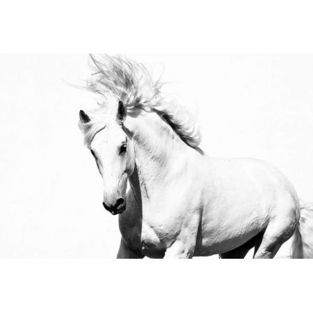 Arabski koń - fototapeta Nice wall
