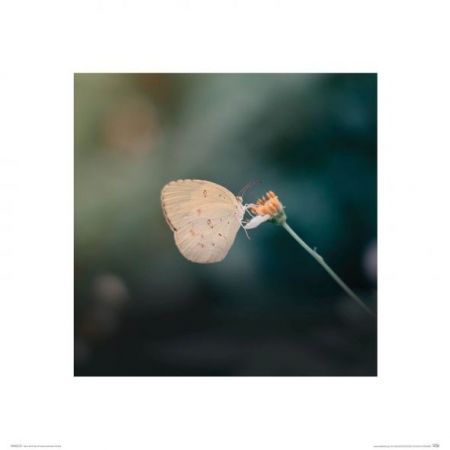 Motylek - reprodukcja Nice wall