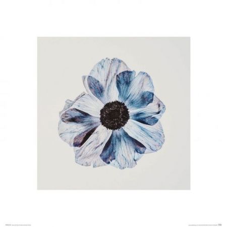 Niebieski kwiat - reprodukcja Nice wall
