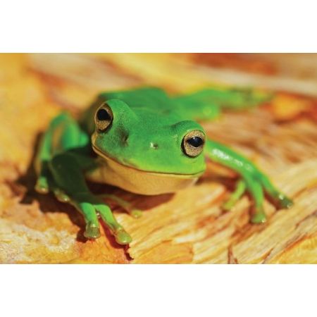 Zielona żaba - plakat Nice wall