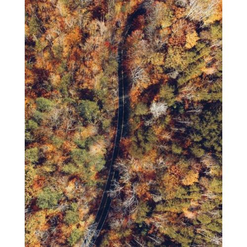 Droga przez jesienny las - plakat Nice wall
